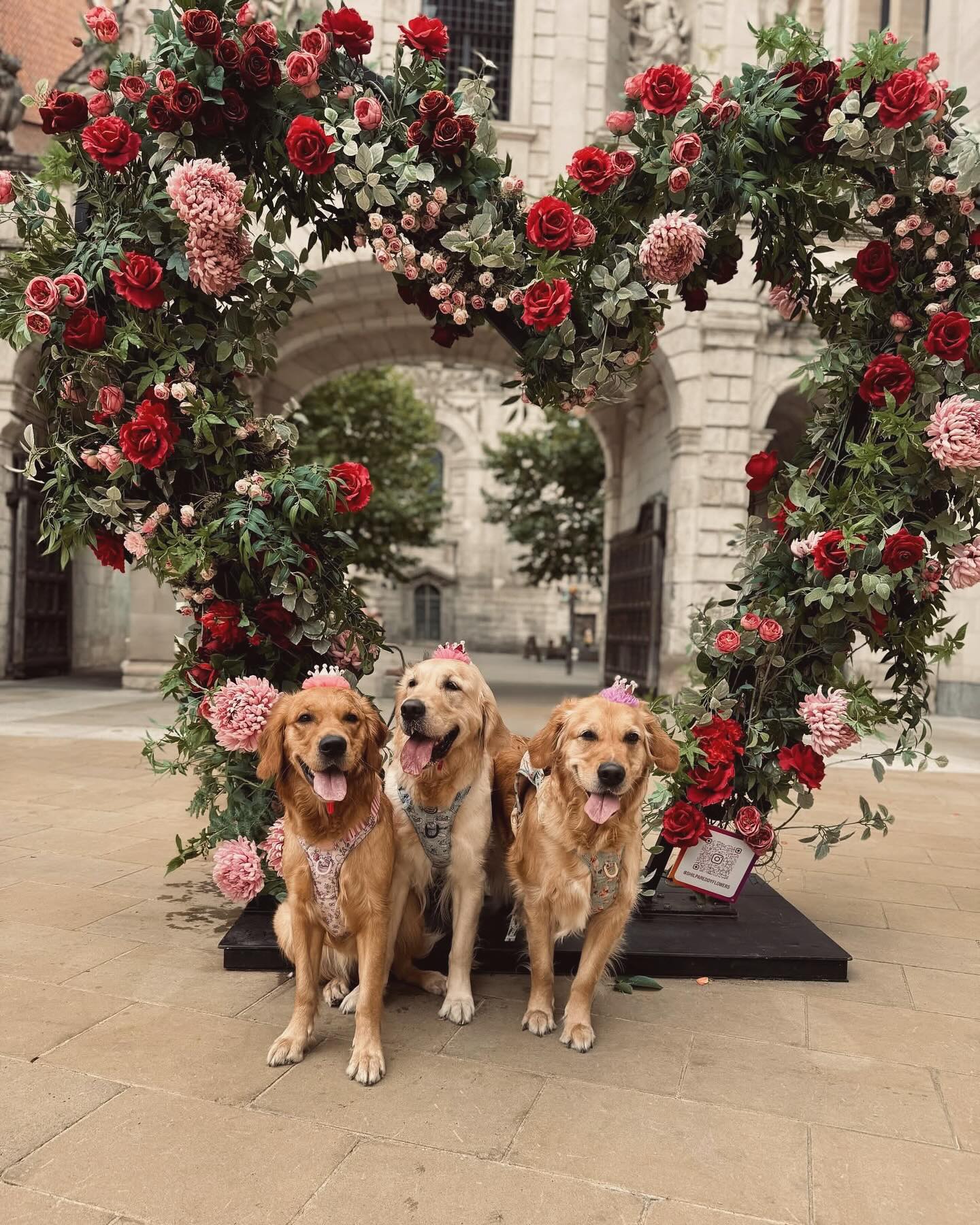 Golden Valley Retriever — 01