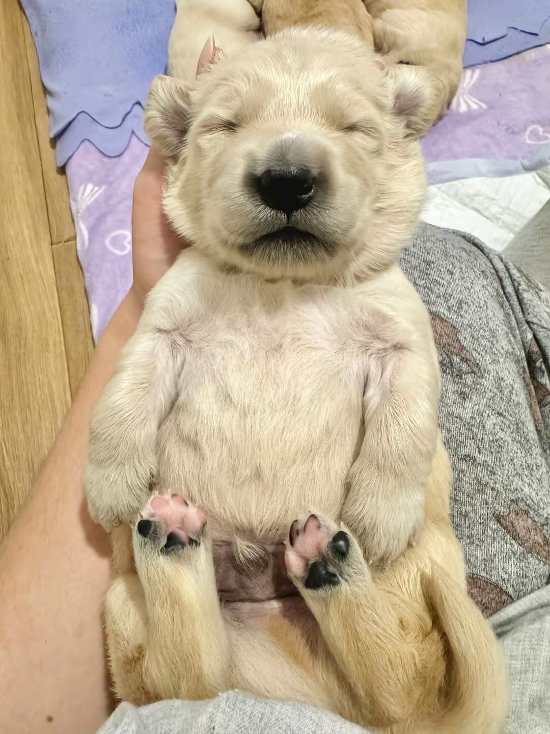 Golden Valley Retriever — 02