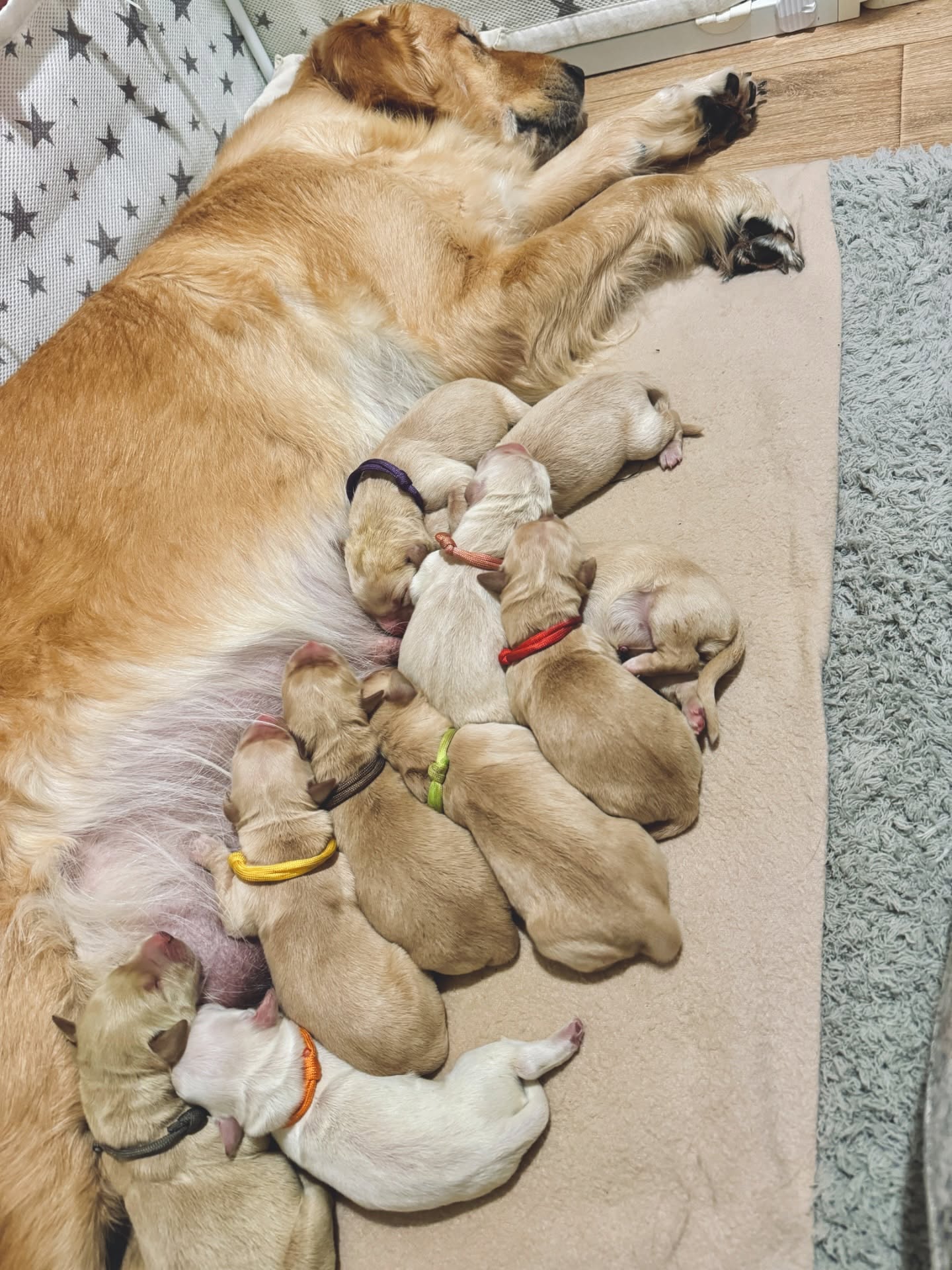 Golden Valley Retriever — 03