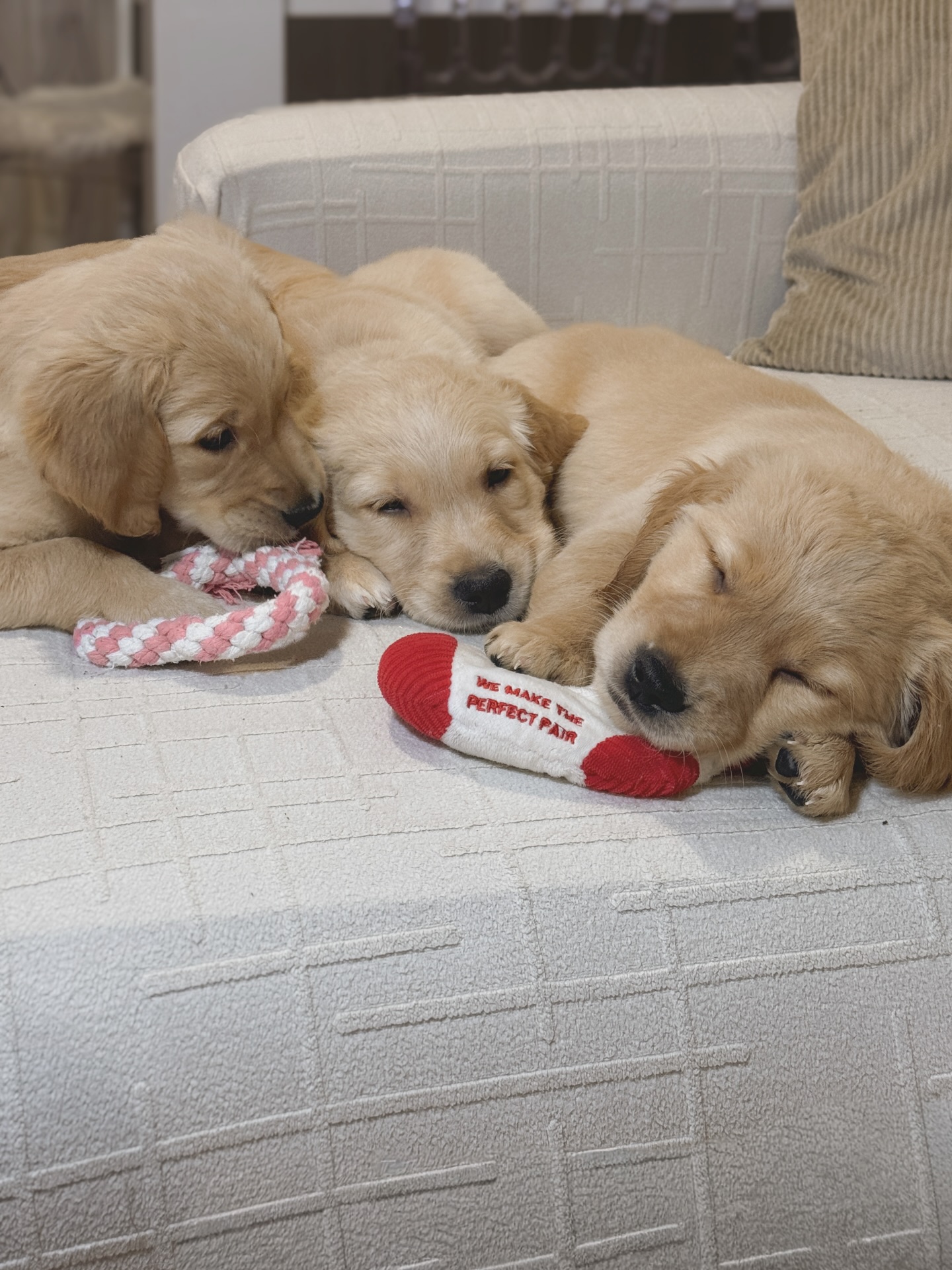 Golden Valley Retriever — 04