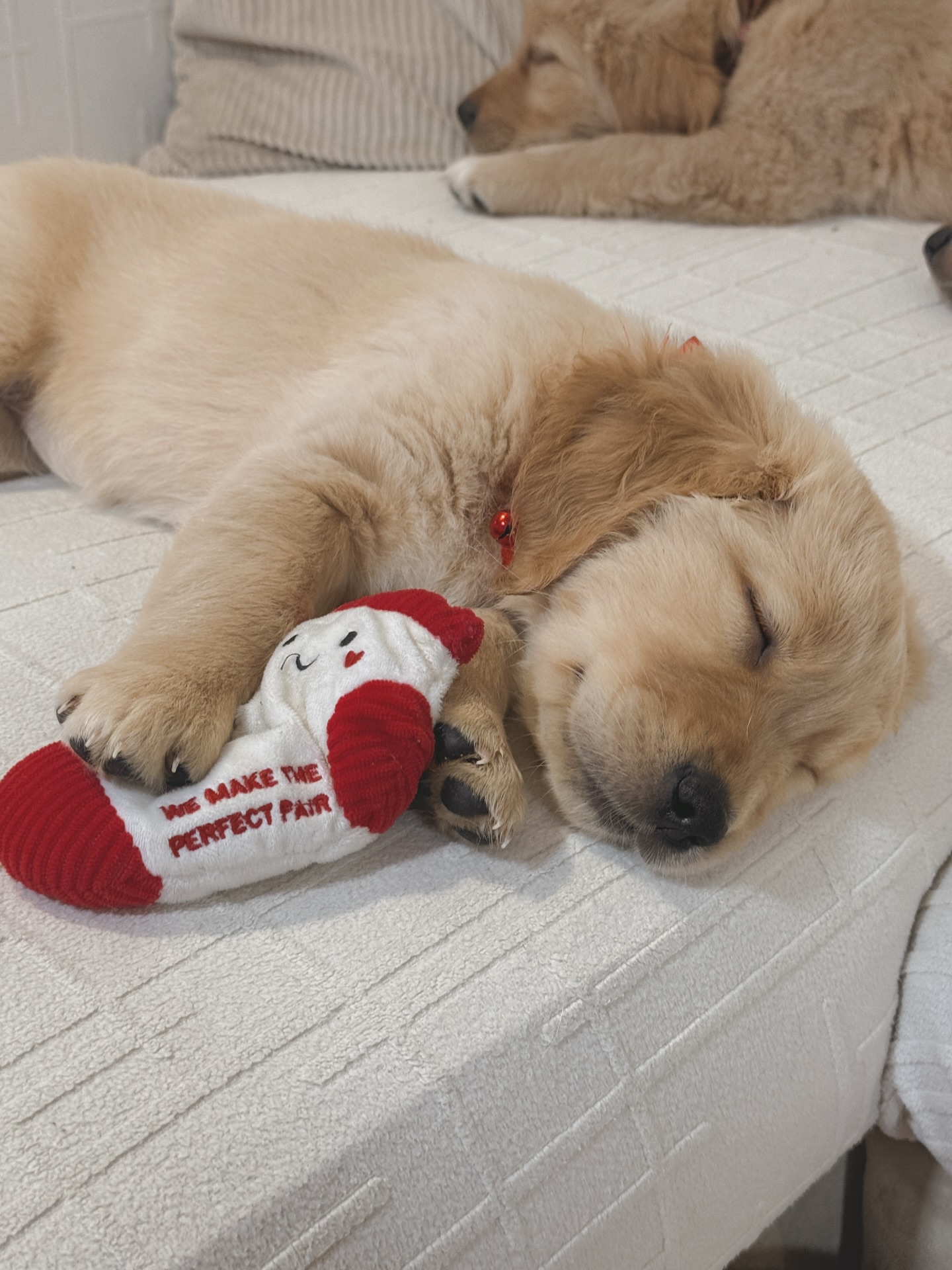 Golden Valley Retriever — 06