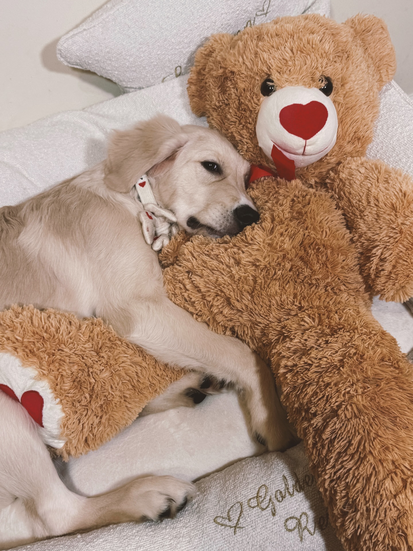 Golden Valley Retriever — 07