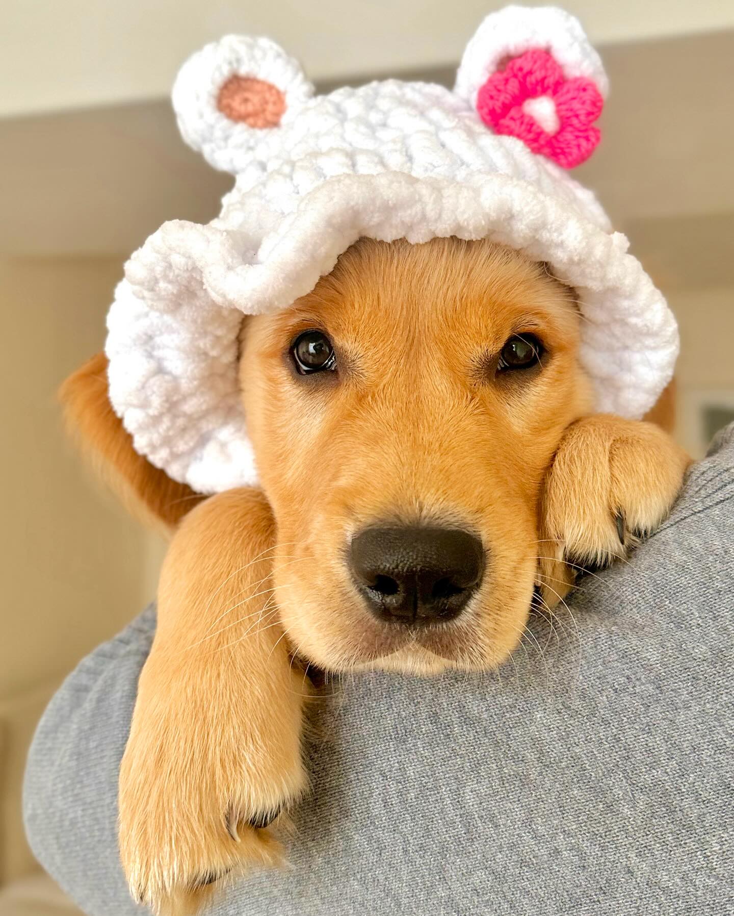 Golden Valley Retriever — 09