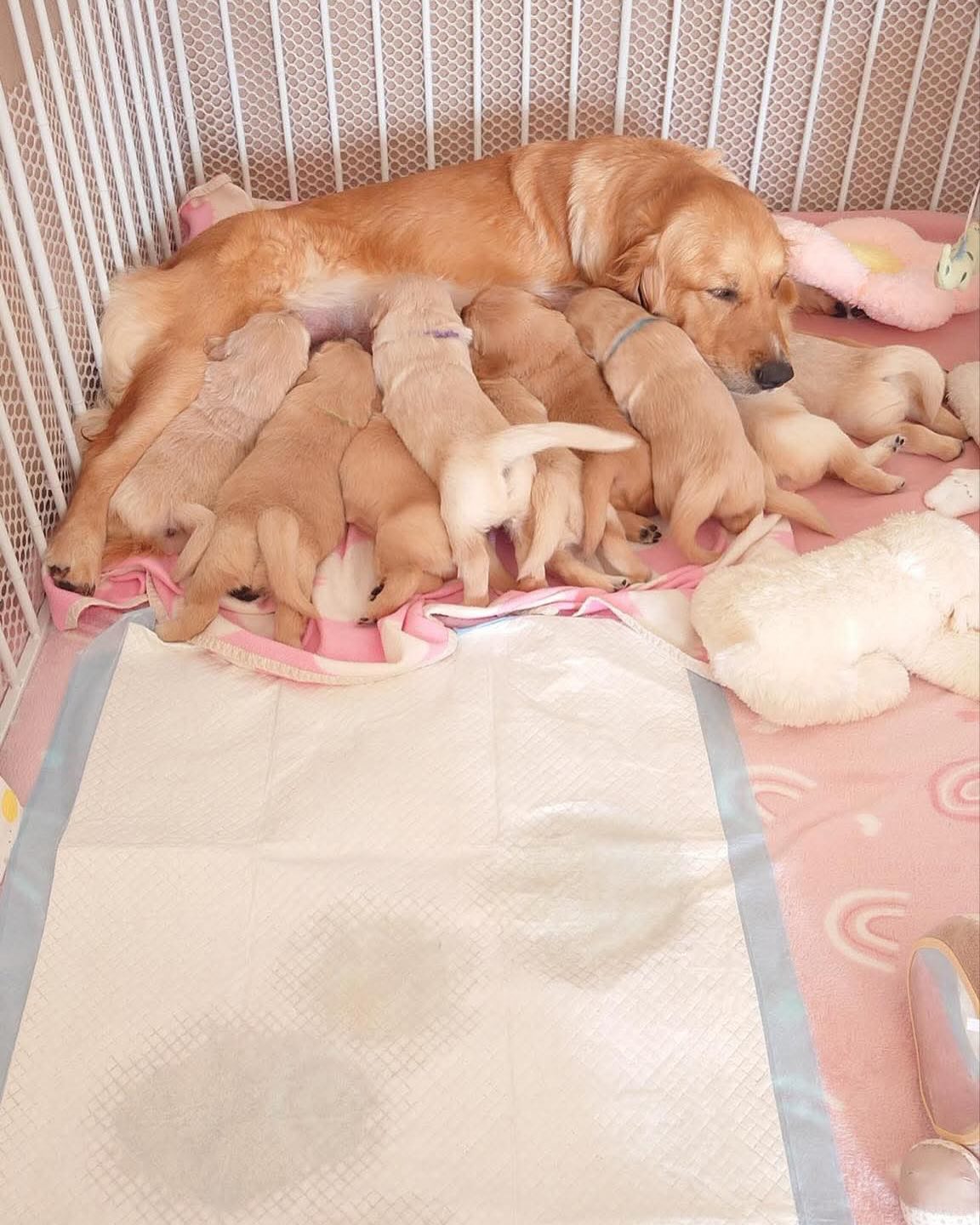 Golden Valley Retriever — 10