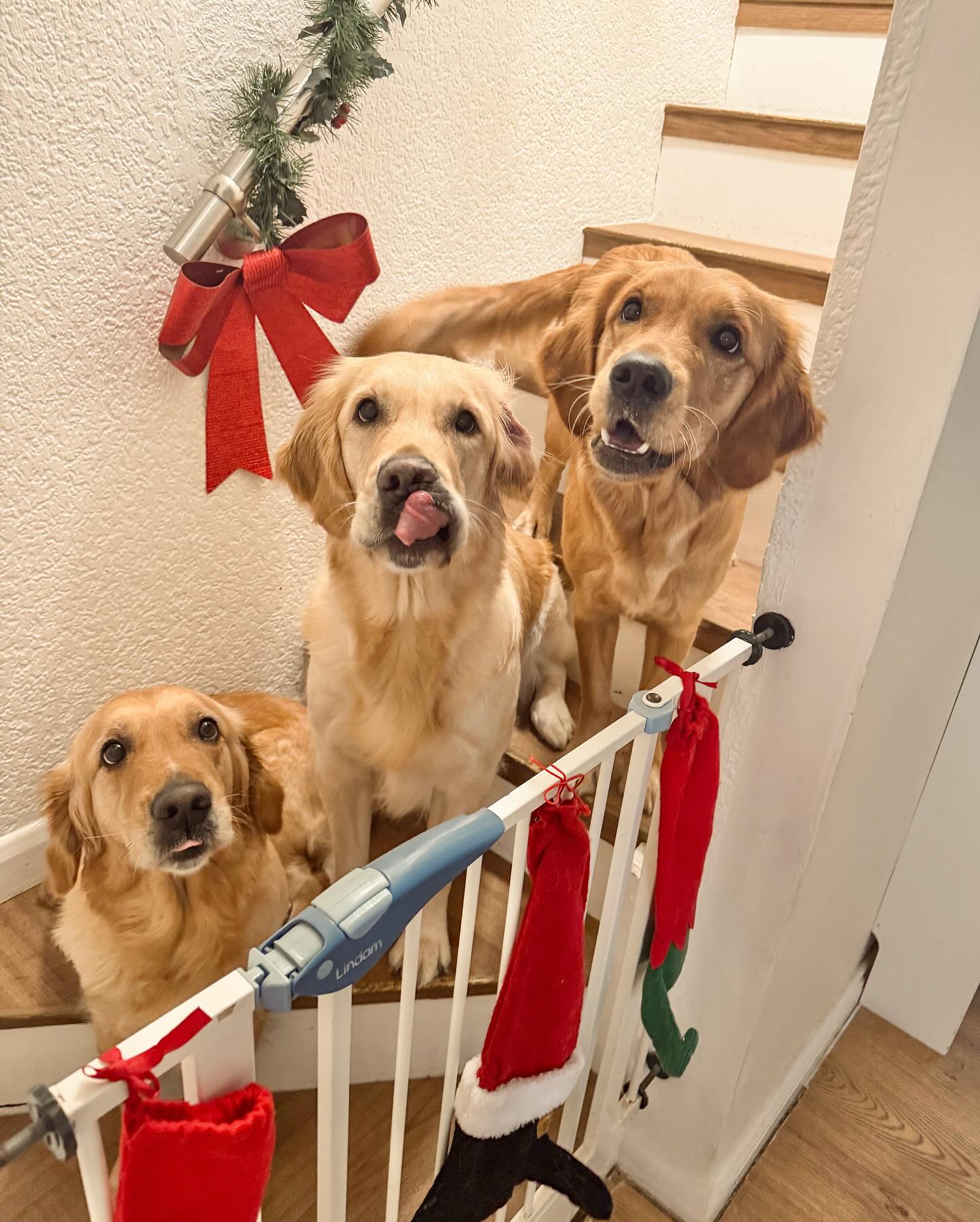 Golden Valley Retriever — 11