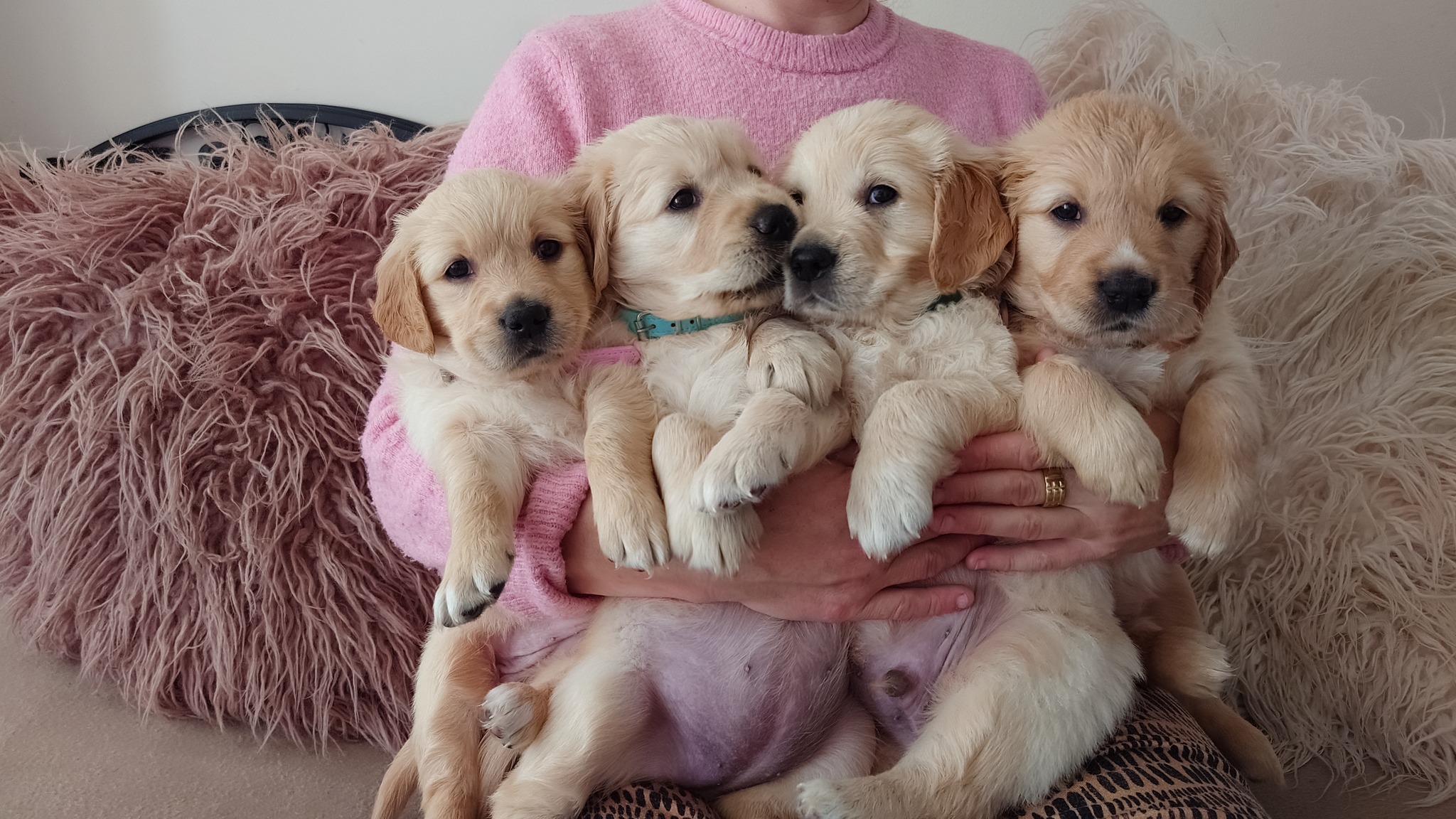 Golden Valley Retriever — 12