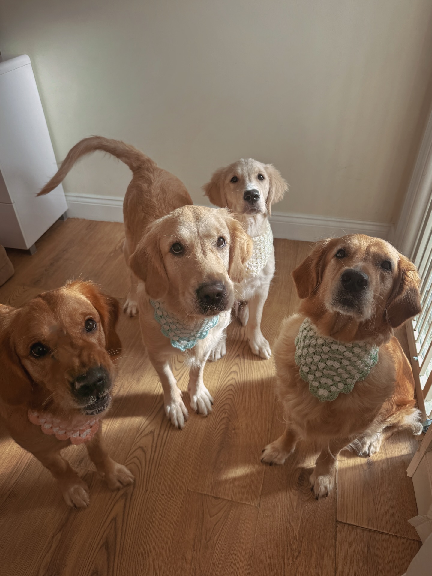 Happy dog at Fluffy Cloud Grooming — photo 5