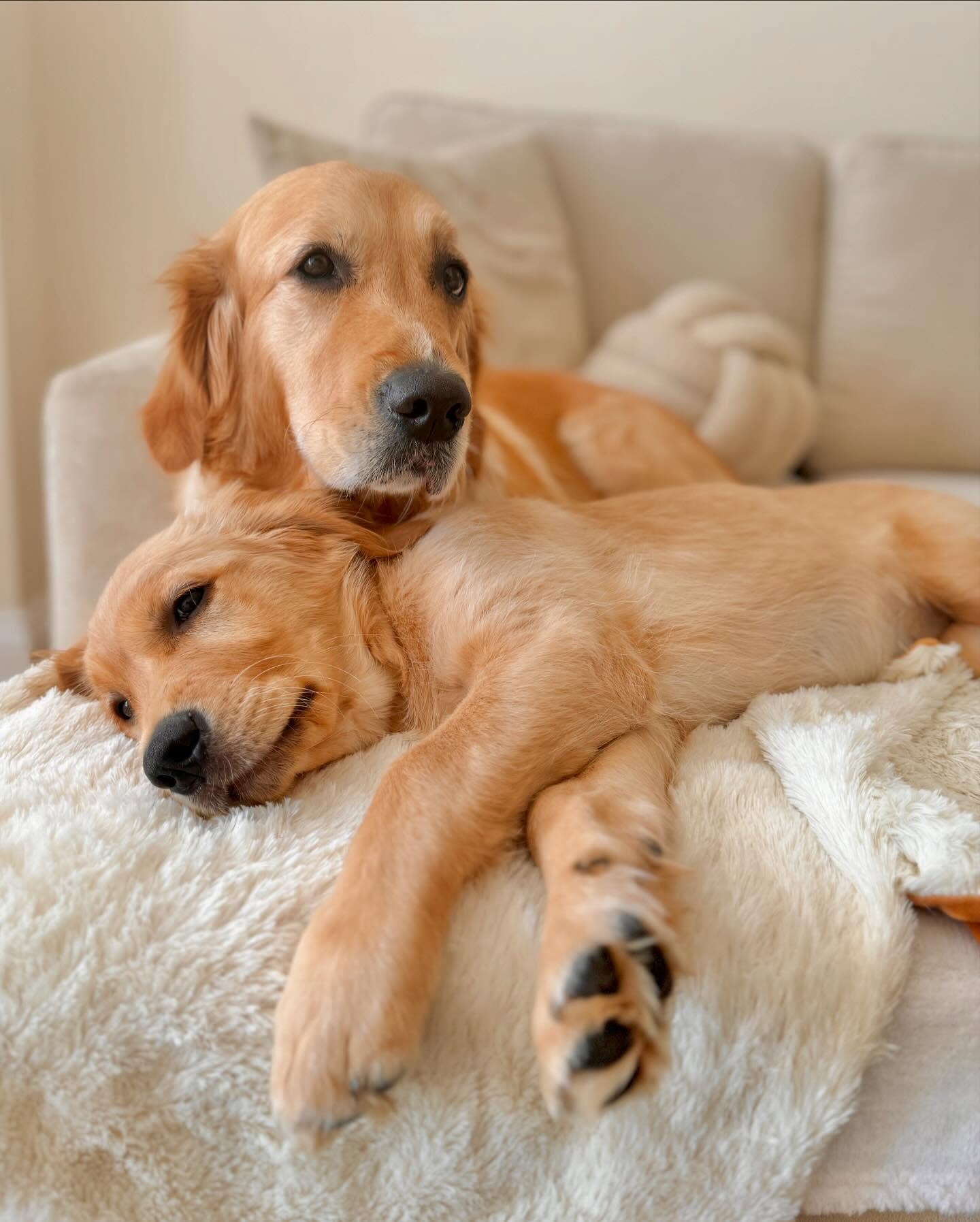 Happy dog at Fluffy Cloud Grooming — photo 8